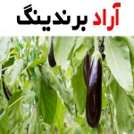 بادمجان قلمی کلش + قیمت خرید، کاربرد، مصارف و خواص