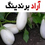 بادمجان سفید مصری + قیمت خرید، کاربرد، مصارف و خواص