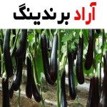 خرید بادمجان مجلسی + معرفی کارخانه تولید و عرضه پخش