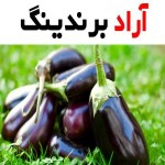 خرید و قیمت روز بادمجان لامپی اصفهان