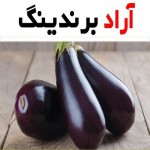 قیمت خرید بادمجان گلخانه ای ورامین + تست کیفیت