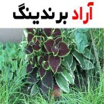 گل حسن یوسف مخملی و افزایش زیبایی و نشاط در فضای خانه