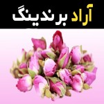 غنچه گل محمدی داراب شمیم رویایی روزهای شاداب اردیبهشت