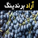 انگور شانی سیاه درجه یک فله ای در قزوین کد 012