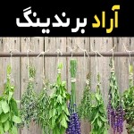 گیاهان دارویی مازندران آشنایی صفر تا صد قیمت خرید عمده