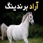 اسب ترکمن اصیل سفید تندرو در تهران کد 568