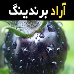 گوجه فرنگی سیاه صادراتی مرغوب در ایران کد 16