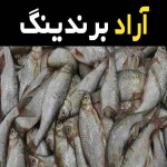 ماهی حسون بزرگ درجه یک در جنوب ایران کد 28