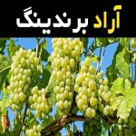 انگور عسگری زرد اعلا ارزان قیمت در ایران کد 56