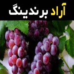 انگور عسگری قرمز بی دانه فله ای در شیراز کد 44