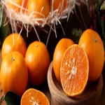 آموزش خرید نارنگی گلخانه ای صفر تا صد