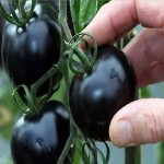گوجه فرنگی سیاه چری فوق پربار اکراینی ارزان کد 92