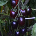 گوجه فرنگی سیاه ارگانیک سرمزرعه قیمت مناسب کد 94