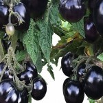 گوجه فرنگی سیاه اصل رفسنجان بسته بندی شده قیمت استثنائی کد 96