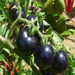 گوجه فرنگی سیاه صادراتی تازه جنوب قیمت روز کد 98