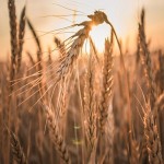 بهترین بذر گندم دیم گرمسیری در کشاورزی