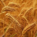 پربازده ترین بذر گندم در کشاورزی نوین
