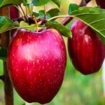 خواص طبع سیب درختی برای سلامتی دستگاه گوارش