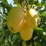 خواص شگفت انگیز طبع سیب زرد برای سلامتی بدن