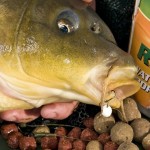 طعمه ماهی کپور تازه ارزان دریای شمال کد 90