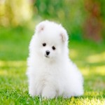 سگ جیبی سفید پشمالو نژاد شیتزو کد 15