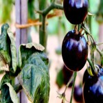 گوجه سیاه محلی شیراز با خواص بی نظیر کد 02