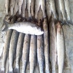 ماهی قباد متوسط مروارید سیاه در بوشهر کد 22