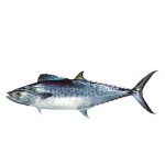ماهی قباد تازه به صورت کلی و جزئی در مازندران کد 35