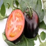 گوجه فرنگی سیاه با کیفیت عالی در همدان کد 47