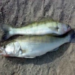 ماهی صوف تازه انزلی صادراتی کد 13