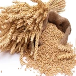 بذر گندم سیروان یکدست درجه یک عمده قیمت مناسب کد 28