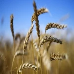 بذر گندم سیروان بوجاری شده برای کشت گندم در پاییز کد 78