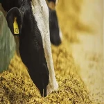 راهنمای خرید خوراک دام گوساله پرواری با شرایط ویژه و قیمت استثنایی