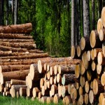 تفاوت قیمت چوب صنوبر در بازار صنعت ساختمان و مبلمان