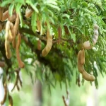 درخت بادام هندی تازه برای کاشت در تبریز کد 26