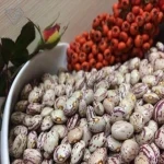 لوبیا چیتی تازه ارگانیک صادراتی با ارزش غذایی بالا کد 41