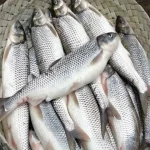 ماهی سفید جنوب اصل صید روز دریای خیج فارس کد 92