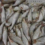 خواص ماهی سوف شمال در رژیم غذایی کد 74