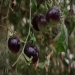 گوجه سیاه رفسنجان با کیفیت عالی کد 87