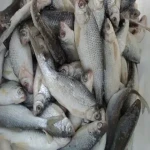 ماهی حسون درشت صید روز قیمت مناسب در خوزستان کد 18