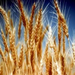 بذر گندم سارنگ مقاوم و با کیفیت برای کشاورزی کد 65
