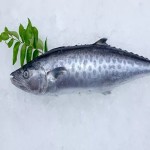 ماهی قباد درشت و تازه قیمت مناسب در رشت کد 21