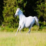 اسب ترکمن سفید اصل کردستان در تهران کد 014
