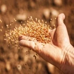 بذر گندم سیروان زودبازده صادراتی کد 18