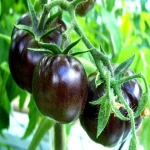 گوجه فرنگی سیاه درختی مرغوب محصولی خارق العاده کد 57