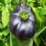 گوجه فرنگی سیاه گلخانه ای آبدار در رفسنجان کد 66