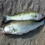 ماهی صوف صادراتی قیمت استثنائی در بندر انزلی کد 72
