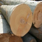 خرید عمده چوب راش شمال با بهترین شرایط
