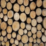 قیمت و خرید چوب راش صنعتی با مشخصات کامل