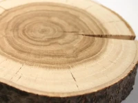 خرید عمده چوب راش جنگلی با بهترین شرایط
